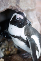 ペンギン