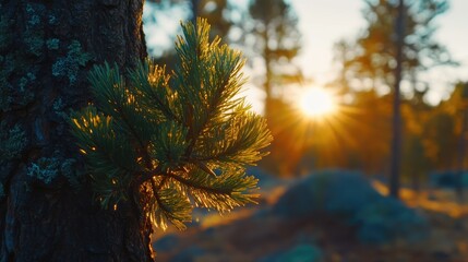 A sunlit pine sprig emerges from a textured tree trunk, backlit by a vibrant sunset in a coniferous forest