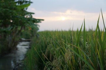 Golden Rice Field at Sunset