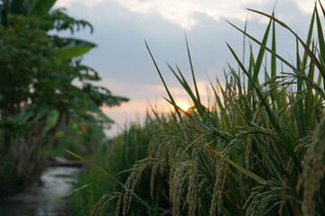 Fototapeta premium Golden Rice Field at Sunset