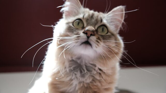 A wary cat carefully watches something, starring with intense. Close up. Relaxing on the balcony floor and looking window. funny pets. Wall with copy space