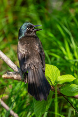 Common Grackle (Quiscalus quiscula) singing from a branch close to the ground