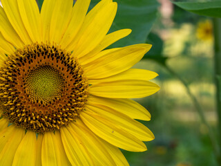 Obraz premium sunflower close up green background