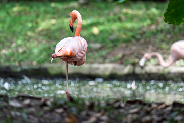 Pink flamingo seen from behind while standing on one leg near a natural pond. The background features a soft-focus grassy area and a second flamingo partially blurred