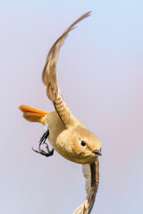 羽虫を捕らえるために飛び立つ（フライキャッチ）可愛いジョウビタキ（ヒタキ科）
英名学名：Daurian Redstart (Phoenicurus auroreus) 
神奈川県横浜市三ツ池公園-2025
江戸時代に作られた３つの灌漑用池を中心に作られた、市民の憩いの公園。
日本の「さくらの名所100選」に選ばれる桜の名所である。
