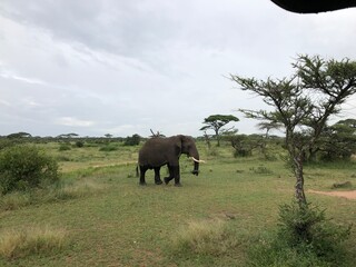 elephant walking in grass savannah