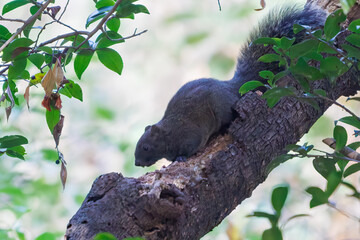 公園の立木にいた可愛いタイワンリス
英名学名：Taiwan squirrels (Callosciurus erythraeus)
神奈川県横浜市三ツ池公園-2025
江戸時代に作られた３つの灌漑用池を中心に作られた、市民の憩いの公園。
日本の「さくらの名所100選」に選ばれる桜の名所である。
