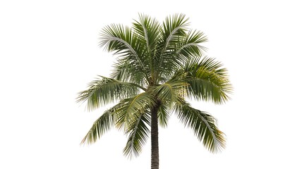 Isolated coconut palm tree with green fronds against a bright white background in full view