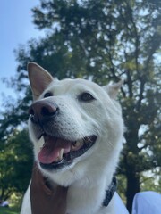 white dog portrait with tongue out
