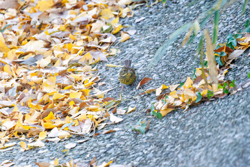 餌を探す可愛いアオジ（ホオジロ科）
英名学名：Grey tailed Tattler (Emberiza spodocephala)
泉で水浴びをしている。
神奈川県横浜市三ツ池公園-2025
江戸時代に作られた３つの灌漑用池を中心に作られた、市民の憩いの公園。
日本の「さくらの名所100選」に選ばれる桜の名所である。
