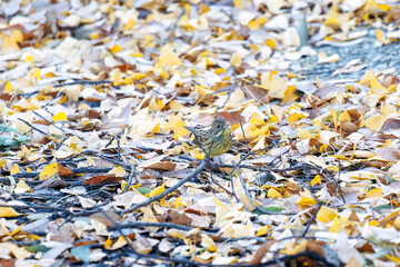 餌を探す可愛いアオジ（ホオジロ科）
英名学名：Grey tailed Tattler (Emberiza spodocephala)
泉で水浴びをしている。
神奈川県横浜市三ツ池公園-2025
江戸時代に作られた３つの灌漑用池を中心に作られた、市民の憩いの公園。
日本の「さくらの名所100選」に選ばれる桜の名所である。
