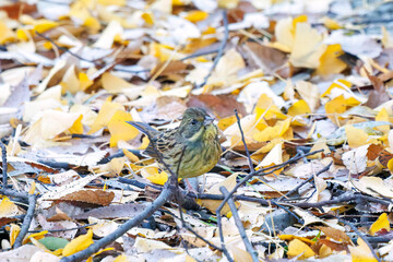 餌を探す可愛いアオジ（ホオジロ科）
英名学名：Grey tailed Tattler (Emberiza spodocephala)
泉で水浴びをしている。
神奈川県横浜市三ツ池公園-2025
江戸時代に作られた３つの灌漑用池を中心に作られた、市民の憩いの公園。
日本の「さくらの名所100選」に選ばれる桜の名所である。
