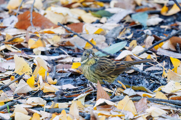 餌を探す可愛いアオジ（ホオジロ科）
英名学名：Grey tailed Tattler (Emberiza spodocephala)
泉で水浴びをしている。
神奈川県横浜市三ツ池公園-2025
江戸時代に作られた３つの灌漑用池を中心に作られた、市民の憩いの公園。
日本の「さくらの名所100選」に選ばれる桜の名所である。
