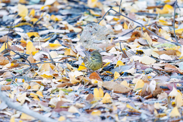 餌を探す可愛いアオジ（ホオジロ科）
英名学名：Grey tailed Tattler (Emberiza spodocephala)
泉で水浴びをしている。
神奈川県横浜市三ツ池公園-2025
江戸時代に作られた３つの灌漑用池を中心に作られた、市民の憩いの公園。
日本の「さくらの名所100選」に選ばれる桜の名所である。
