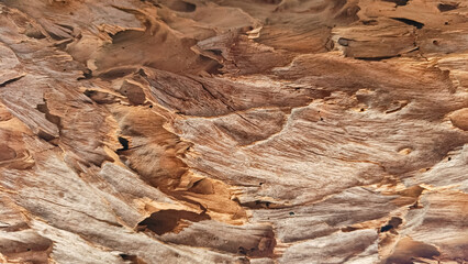 Detailed close-up view of weathered bark texture.