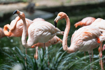 A group of pink flamingos standing together in the lake in their natural habitat. The central flamingo faces the camera with a striking, intense gaze