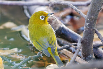 可愛いメジロ（メジロ科）
英名学名：Japanese White Eye, Zosterops Japonica (family Mejiroidea).
泉で水浴びをしている。

神奈川県横浜市三ツ池公園-2025
江戸時代に作られた３つの灌漑用池を中心に作られた、市民の憩いの公園。
日本の「さくらの名所100選」に選ばれる桜の名所である。
