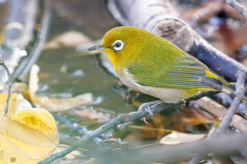 可愛いメジロ（メジロ科）
英名学名：Japanese White Eye, Zosterops Japonica (family Mejiroidea).
泉で水浴びをしている。

神奈川県横浜市三ツ池公園-2025
江戸時代に作られた３つの灌漑用池を中心に作られた、市民の憩いの公園。
日本の「さくらの名所100選」に選ばれる桜の名所である。
