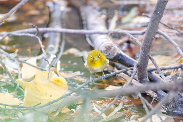 可愛いメジロ（メジロ科）
英名学名：Japanese White Eye, Zosterops Japonica (family Mejiroidea).
泉で水浴びをしている。

神奈川県横浜市三ツ池公園-2025
江戸時代に作られた３つの灌漑用池を中心に作られた、市民の憩いの公園。
日本の「さくらの名所100選」に選ばれる桜の名所である。
