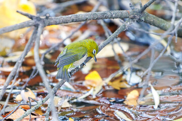 可愛いメジロ（メジロ科）
英名学名：Japanese White Eye, Zosterops Japonica (family Mejiroidea).
泉で水浴びをしている。

神奈川県横浜市三ツ池公園-2025
江戸時代に作られた３つの灌漑用池を中心に作られた、市民の憩いの公園。
日本の「さくらの名所100選」に選ばれる桜の名所である。
