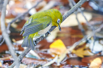 可愛いメジロ（メジロ科）
英名学名：Japanese White Eye, Zosterops Japonica (family Mejiroidea).
泉で水浴びをしている。

神奈川県横浜市三ツ池公園-2025
江戸時代に作られた３つの灌漑用池を中心に作られた、市民の憩いの公園。
日本の「さくらの名所100選」に選ばれる桜の名所である。

