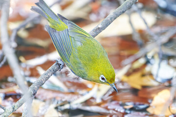 可愛いメジロ（メジロ科）
英名学名：Japanese White Eye, Zosterops Japonica (family Mejiroidea).
泉で水浴びをしている。

神奈川県横浜市三ツ池公園-2025
江戸時代に作られた３つの灌漑用池を中心に作られた、市民の憩いの公園。
日本の「さくらの名所100選」に選ばれる桜の名所である。
