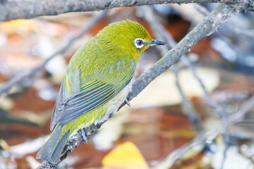 可愛いメジロ（メジロ科）
英名学名：Japanese White Eye, Zosterops Japonica (family Mejiroidea).
泉で水浴びをしている。

神奈川県横浜市三ツ池公園-2025
江戸時代に作られた３つの灌漑用池を中心に作られた、市民の憩いの公園。
日本の「さくらの名所100選」に選ばれる桜の名所である。

