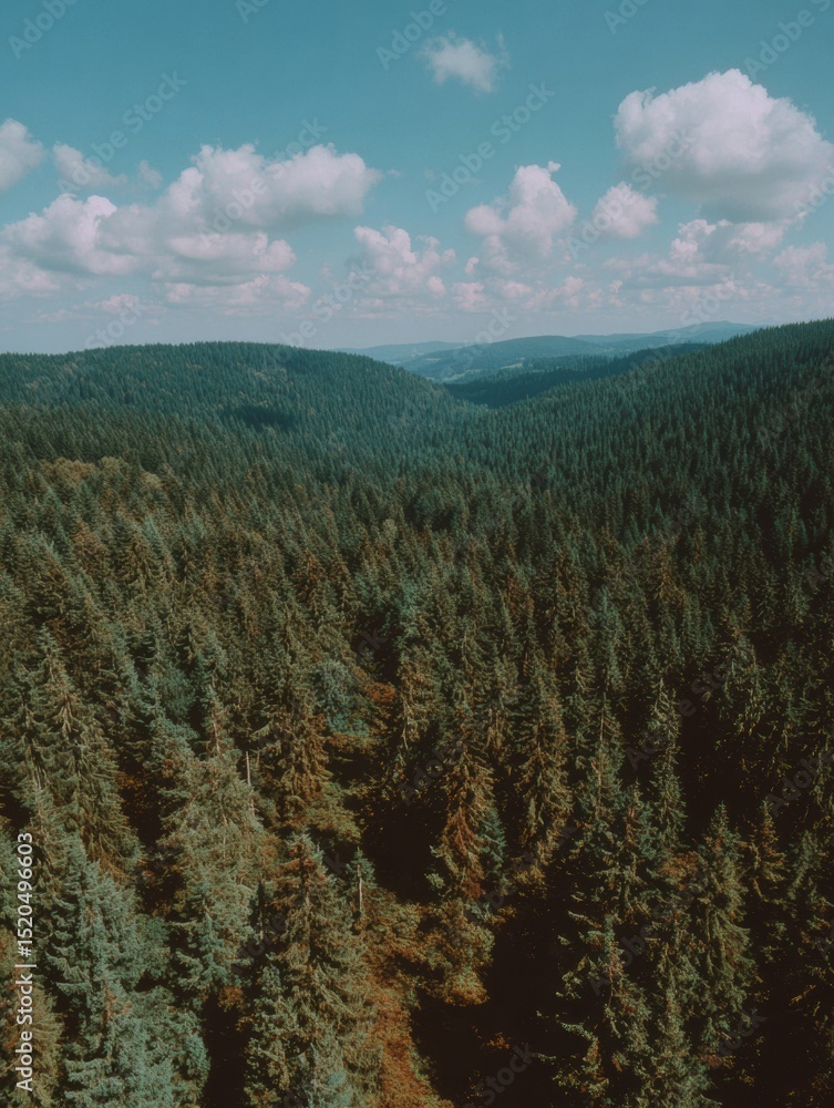 Poster panoramic view of dense evergreen forest canopy with blue sky and clouds - sustainable forestry and 