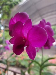 Orchid flower