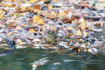 可愛いアオジ（ホオジロ科）
泉で水浴びをしている。
英名学名：Grey tailed Tattler (Emberiza spodocephala)
神奈川県横浜市三ツ池公園-2025
