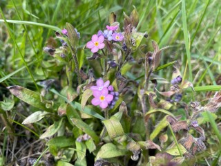 Fototapeta premium Delicate Wildflower Blossoms Beautifully in a Lush Green Grass Field This Springtime