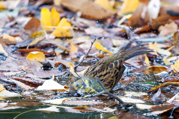 可愛いアオジ（ホオジロ科）
泉で水浴びをしている。
英名学名：Grey tailed Tattler (Emberiza spodocephala)
神奈川県横浜市三ツ池公園-2025
