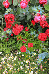 A flower field in early summer.