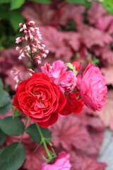 Roses blooming in Japan