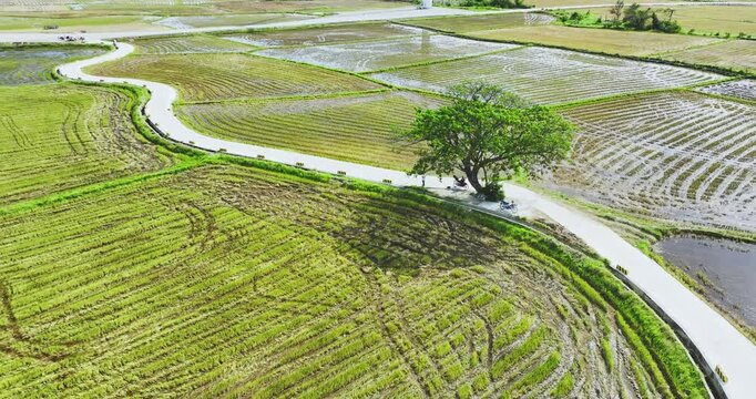 Country road in the suburbs of Phan Rang, Vietnam where rice fields and beautiful wind turbines create a peaceful scene in the Vietnamese countryside