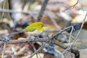 可愛いメジロ（メジロ科）
英名学名：Japanese White Eye, Zosterops Japonica (family...