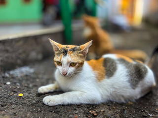 a cat is playing in front of the yard 