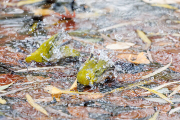 可愛いメジロ（メジロ科）
英名学名：Japanese White Eye, Zosterops Japonica (family Mejiroidea).
水盤で水浴びをしている。
神奈川県横浜市三ツ池公園-2025
