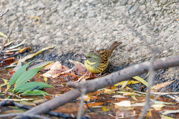 可愛いアオジ（ホオジロ科）
泉で水浴びをしている。
英名学名：Grey tailed Tattler (Emberiza spodocephala)
神奈川県横浜市三ツ池公園-2025
