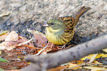 可愛いアオジ（ホオジロ科）
泉で水浴びをしている。
英名学名：Grey tailed Tattler (Emberiza spodocephala)
神奈川県横浜市三ツ池公園-2025
