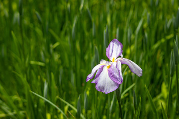 An early summer scene with irises blooming.