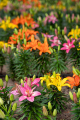 Obraz premium A flower field in early summer.