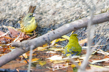 可愛いアオジ（ホオジロ科）
英名学名：Grey tailed Tattler (Emberiza spodocephala)
可愛いメジロ（メジロ科）
英名学名：Japanese White Eye, Zosterops Japonica (family Mejiroidea).
水盤で水浴びをしている。
