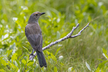 A Fan-tailed Cuckoo perched on a branch