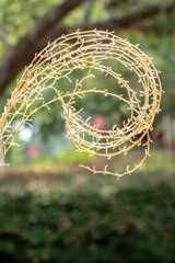 Spent Flower Stalks of Zebra Grass, sometimes called Chinese Silver Grass (Miscanthus sinensis)