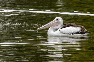 An Australian Pelican swimming in water