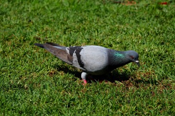 pigeon on grass