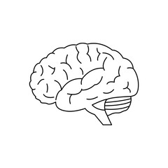 Brain