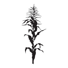 Black corn plant illustration, minimalist style, white background, decor 