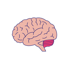 Brain